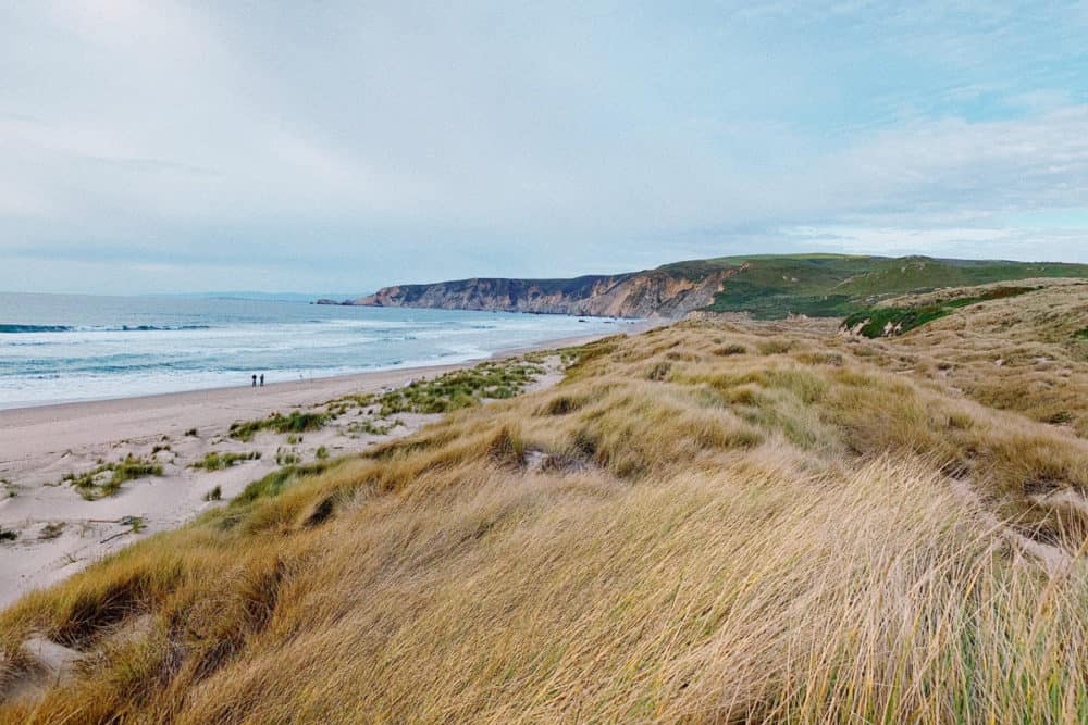 Kehoe Beach Trail hikes in Point Reyes view of beach and sand dunes and grass