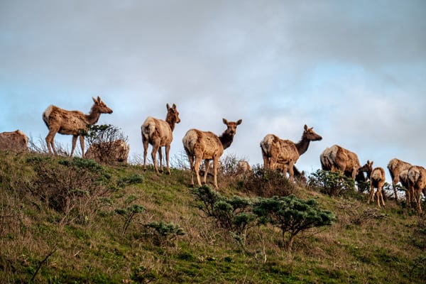 picture of deer while hiking point reyes