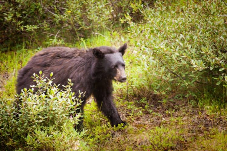 Wildlife Awareness on Easy Banff Hikes