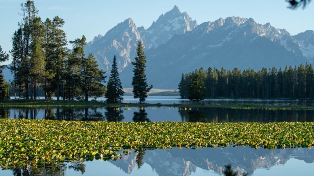 Heron Pond and Swan Lake Loop
