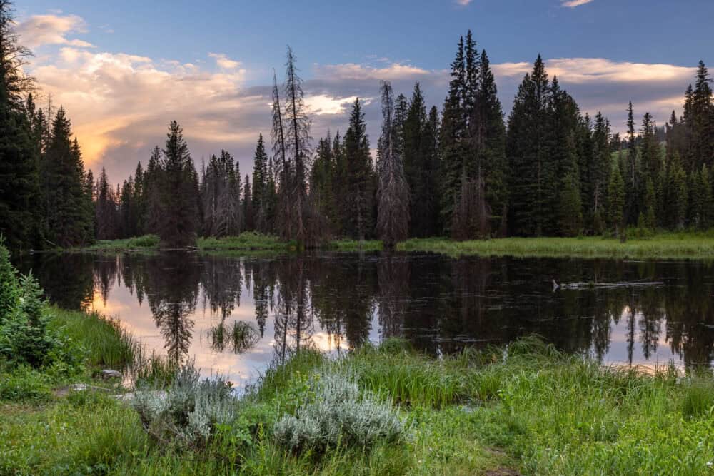 Moose Ponds Trail